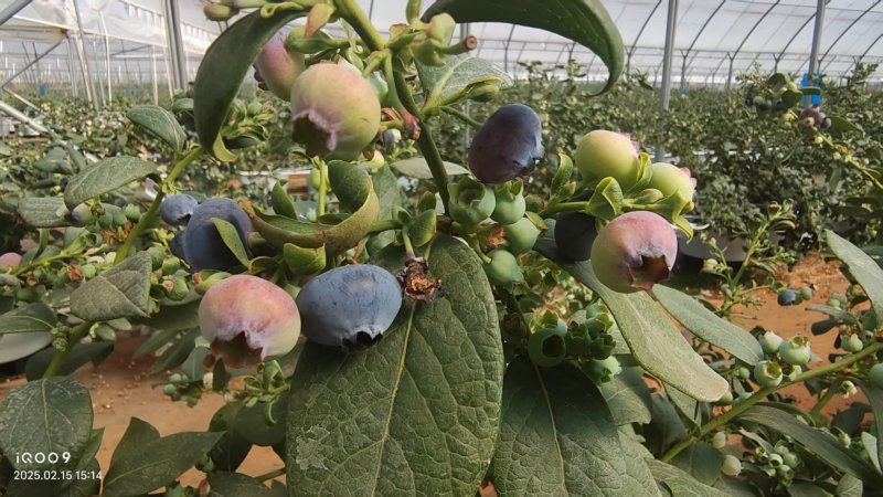 【超值蓝莓】京东新鲜蓝莓大果孕妇当季云南蓝莓新鲜一整箱批发