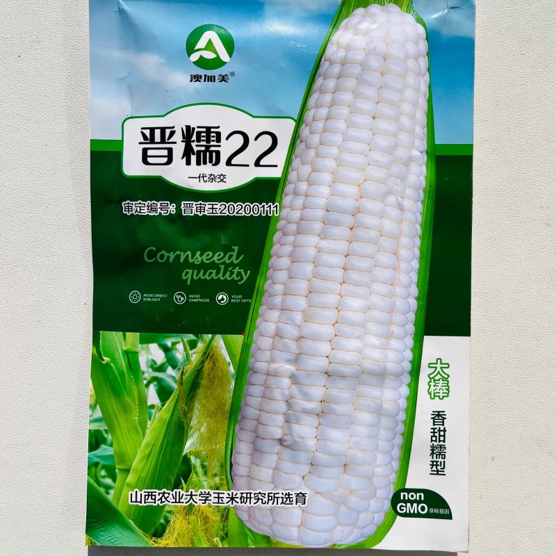 晋糯22白玉米种子春秋播白糯玉米种子鲜食糯玉米种籽粘糯鲜