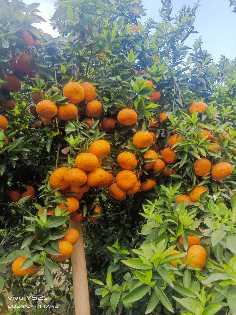 沃柑