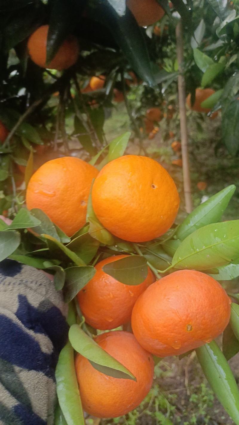 沃柑