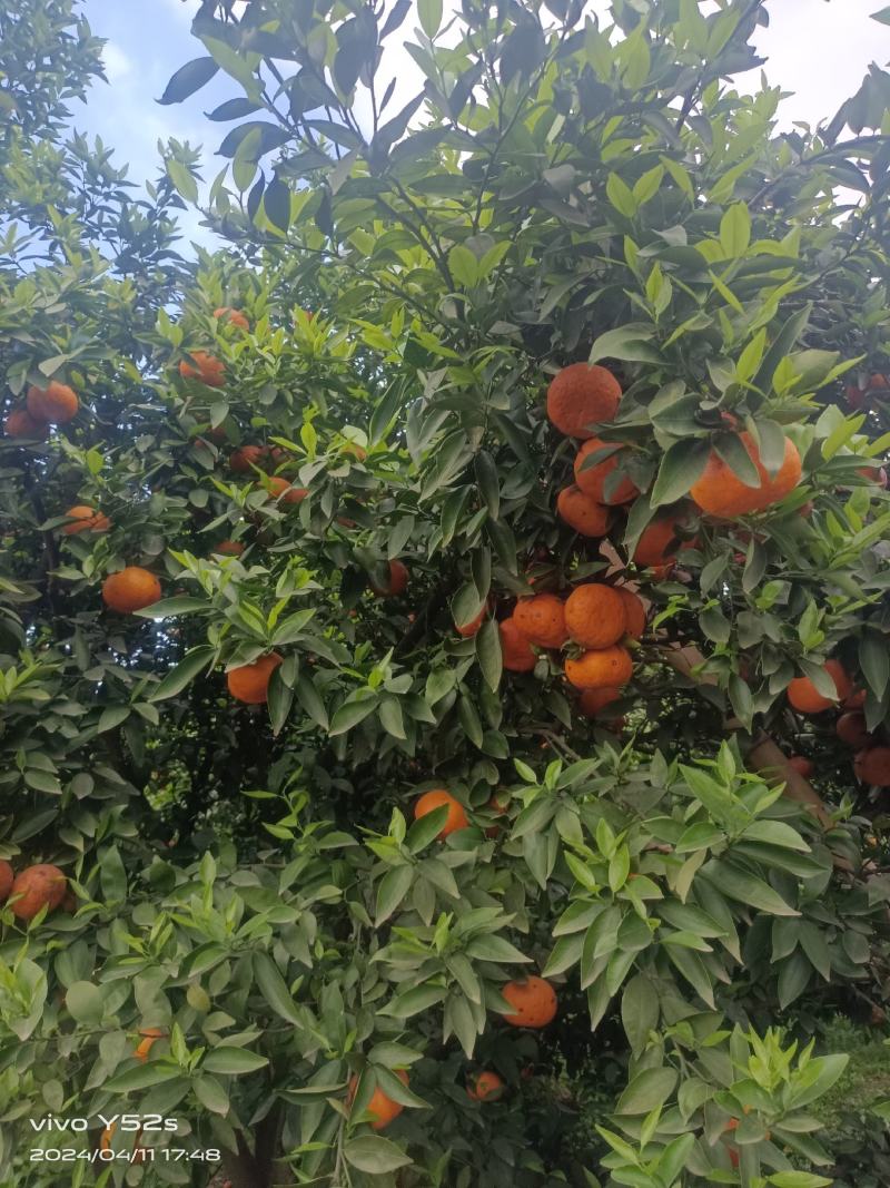 沃柑