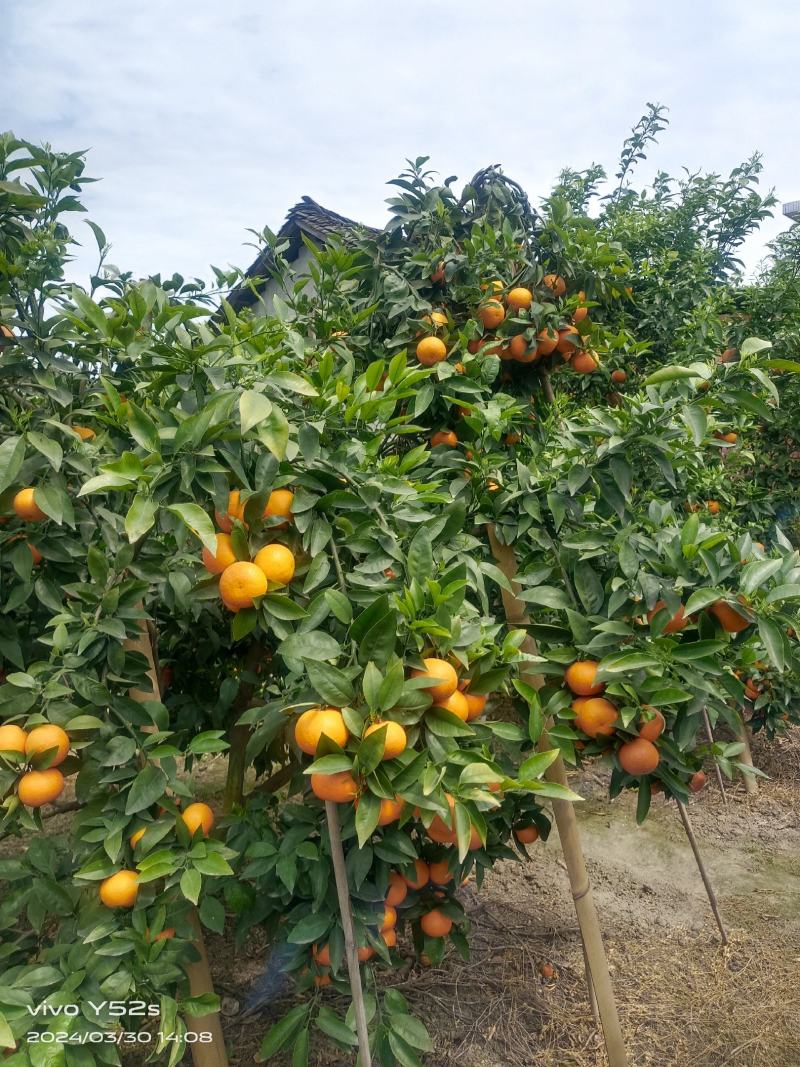 沃柑