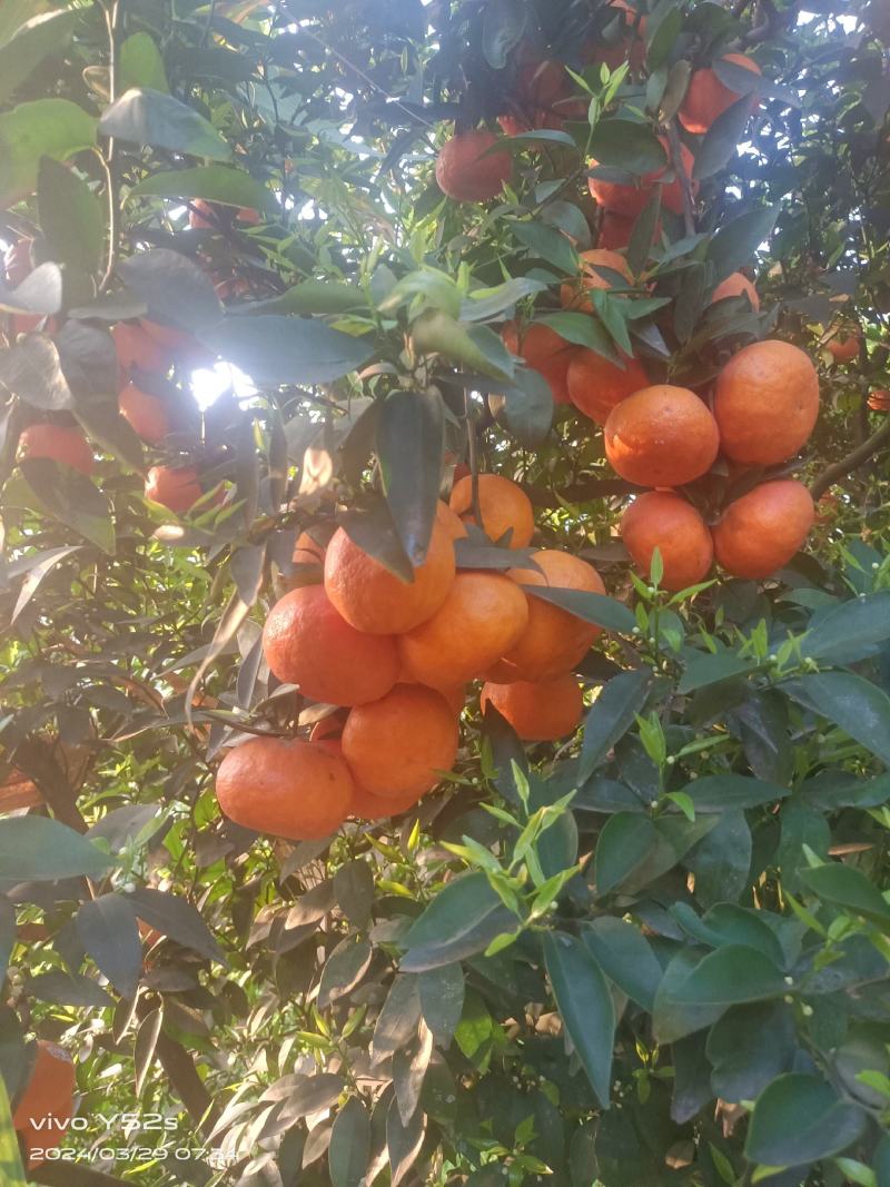 沃柑
