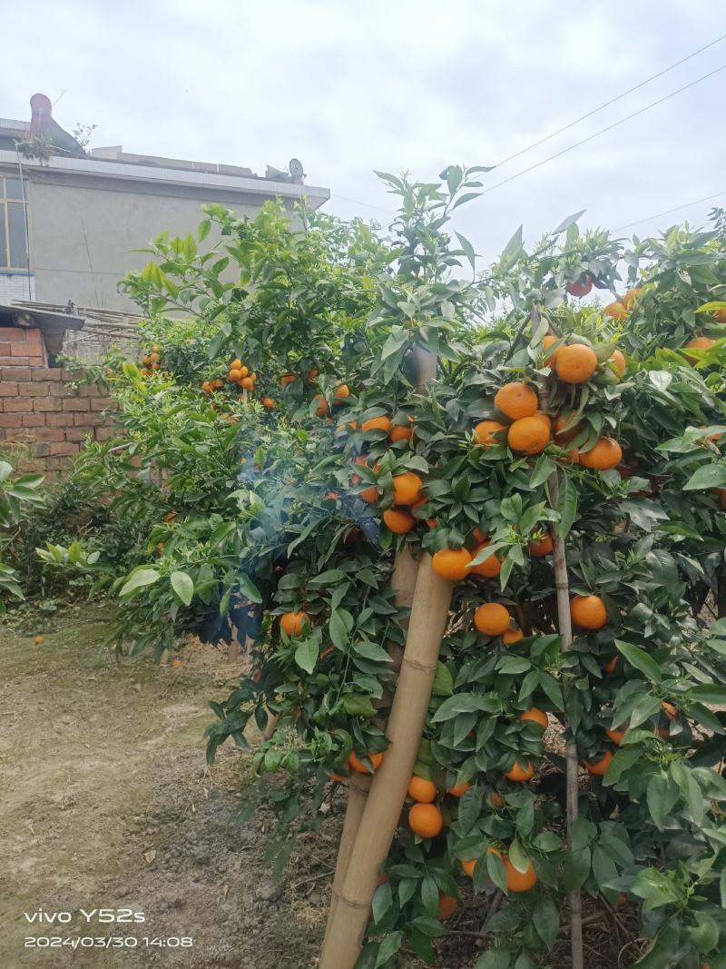 沃柑