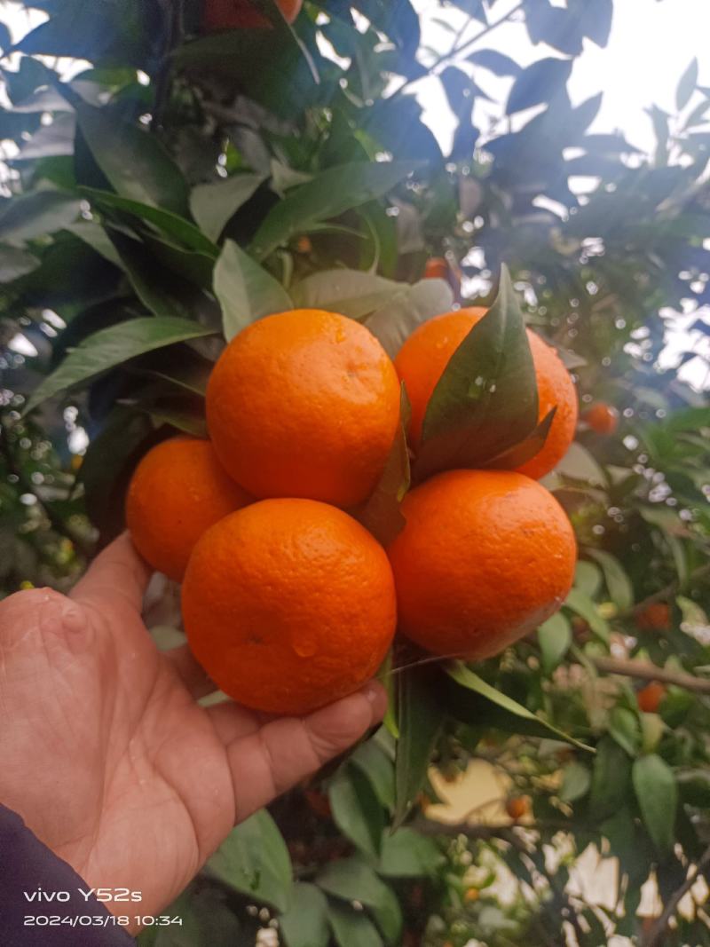 沃柑