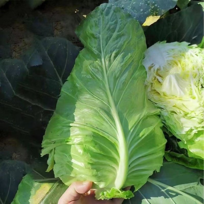 来丰甘蓝种子牛心菜种籽尖头甘蓝籽早中熟耐寒