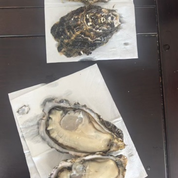 乳山三倍体生蚝工厂直发直发精品货源品质保证