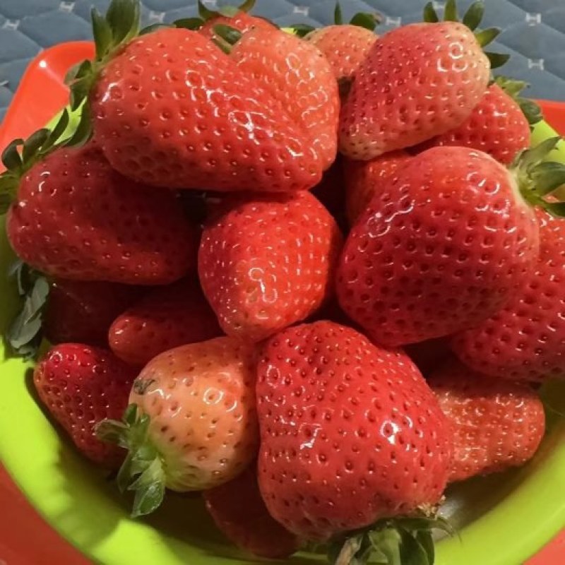 各位老板大家好，需要草莓的联系我，一手货源，保质保量