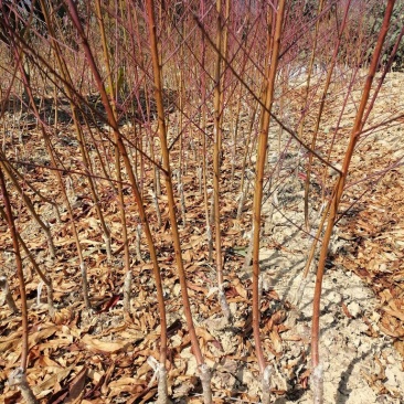 广东省韶关市翁源县优质鹰嘴蜜桃苗（一年苗、两年苗、三年苗