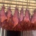邵阳柴火烟熏猪拱嘴古法熏制、腊香味浓郁