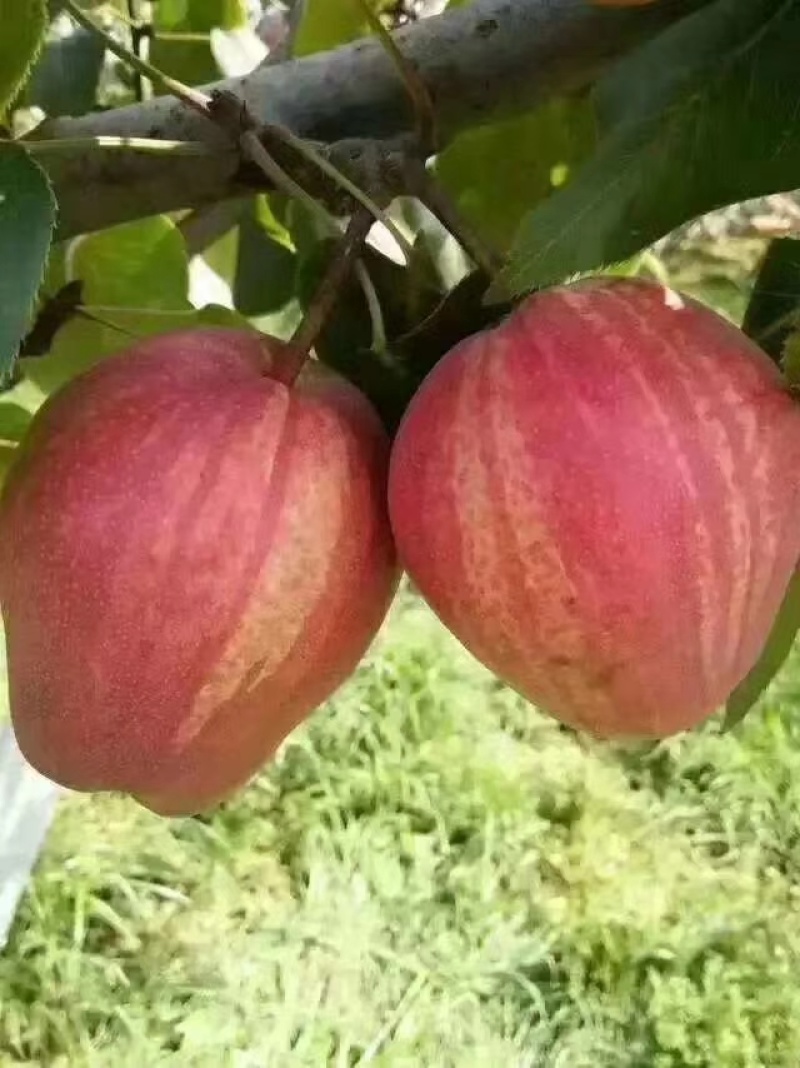大量批发嫁接早酥红梨苗彩虹梨苗规格齐全价格低