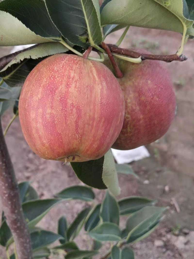 大量批发嫁接早酥红梨苗彩虹梨苗规格齐全价格低