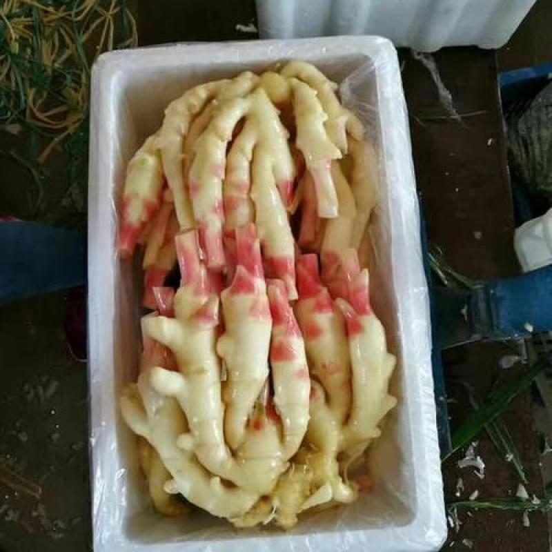 高产王姜种.大黄姜种子.小黄姜种子