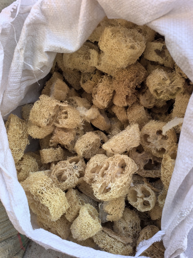 丝瓜络山东产地货源品种齐全七彩百草中药材批发