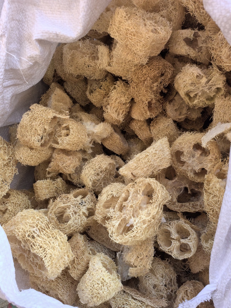 丝瓜络山东产地货源品种齐全七彩百草中药材批发