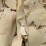 白背根【包邮】三斤起发货可批量可零售量大从优