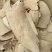 白背根【包邮】三斤起发货可批量可零售量大从优