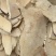 白背根【包邮】三斤起发货可批量可零售量大从优