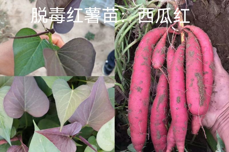 出售脱毒红薯苗：西瓜红！高产.瓜型好，口感纯正.易储存！