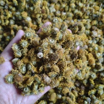 旋覆花