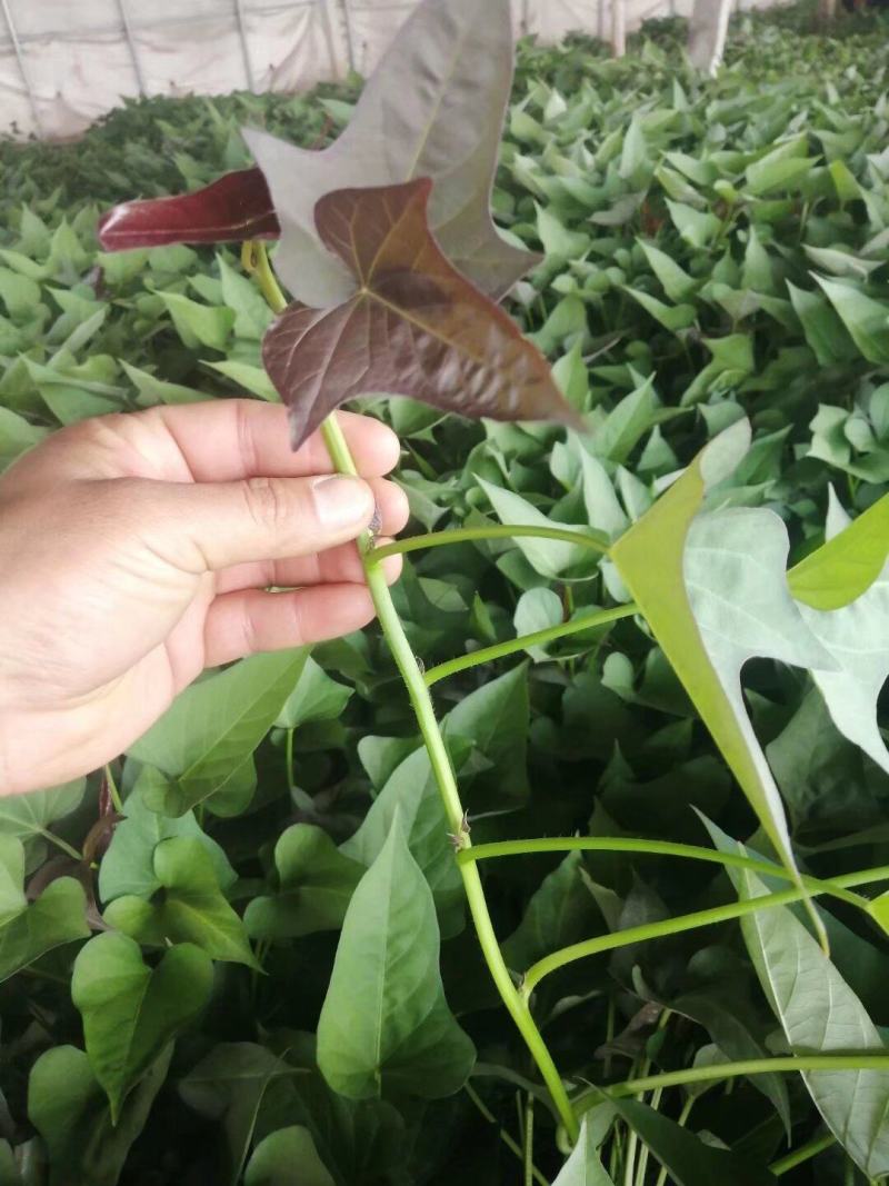 出售脱毒红薯苗：西瓜红！高产.瓜型好，口感纯正.易储存！