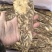 当归佛手片当归压片当归佛手中心片多种规格甘肃产地货源
