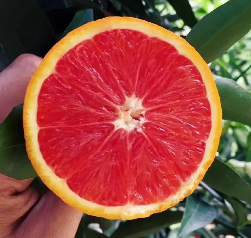 秭归中华红血橙挂树鲜果，自家果园无中间商，质量有保证