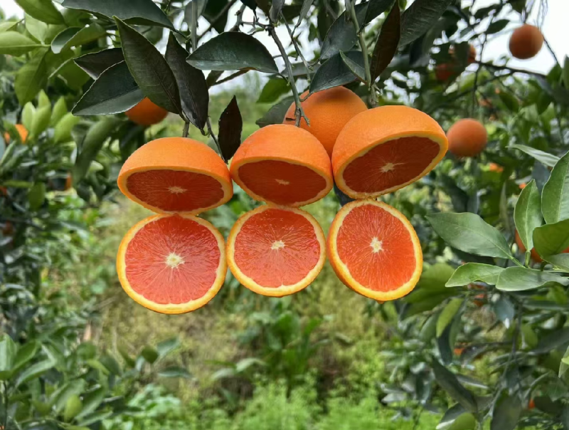 秭归中华红血橙挂树鲜果，自家果园无中间商，质量有保证