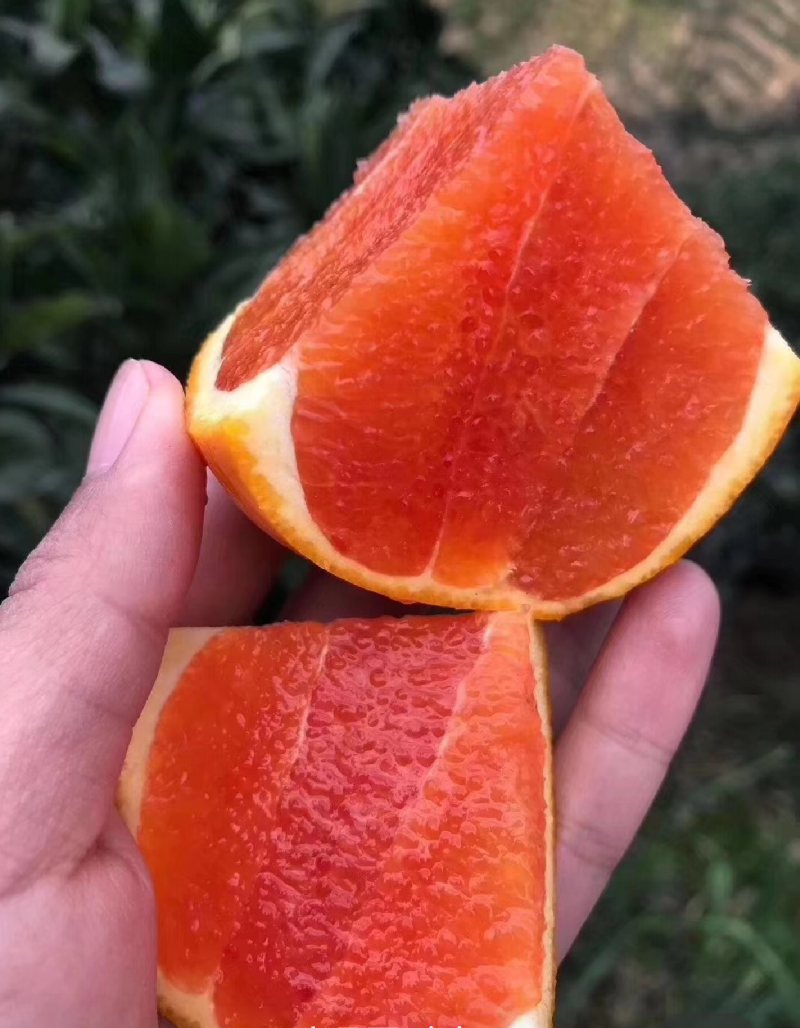 秭归中华红血橙挂树鲜果，自家果园无中间商，质量有保证