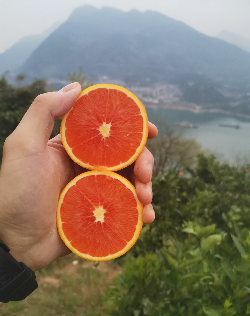 秭归中华红血橙挂树鲜果，自家果园无中间商，质量有保证