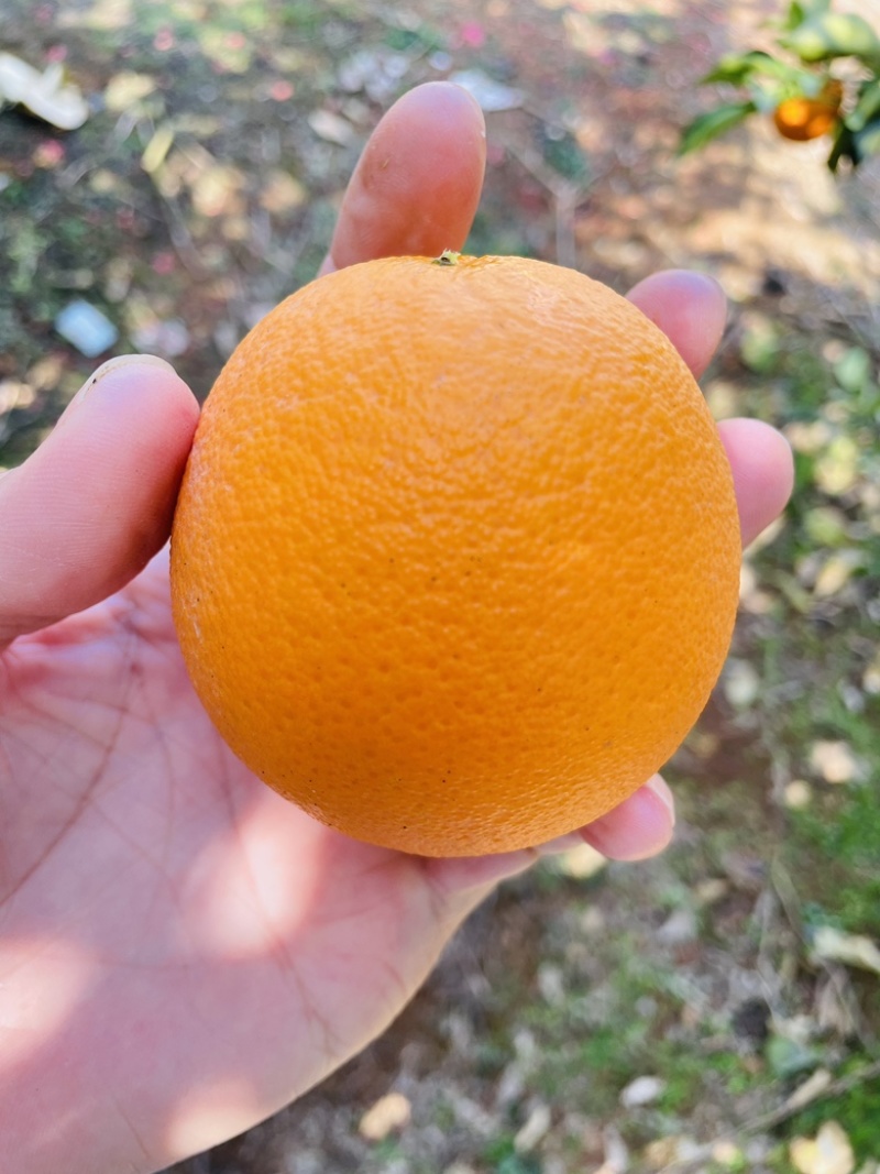 优质夏橙，个头大，皮薄多汁可视频看货支持定制发货