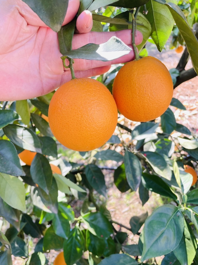 优质夏橙，个头大，皮薄多汁可视频看货支持定制发货
