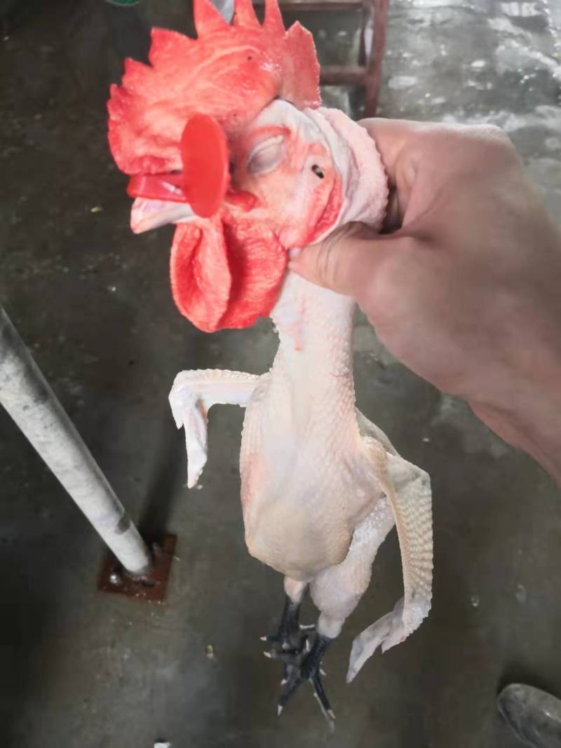 黑爪笨公鸡，纯干无冰，烧鸡，铁锅炖都可