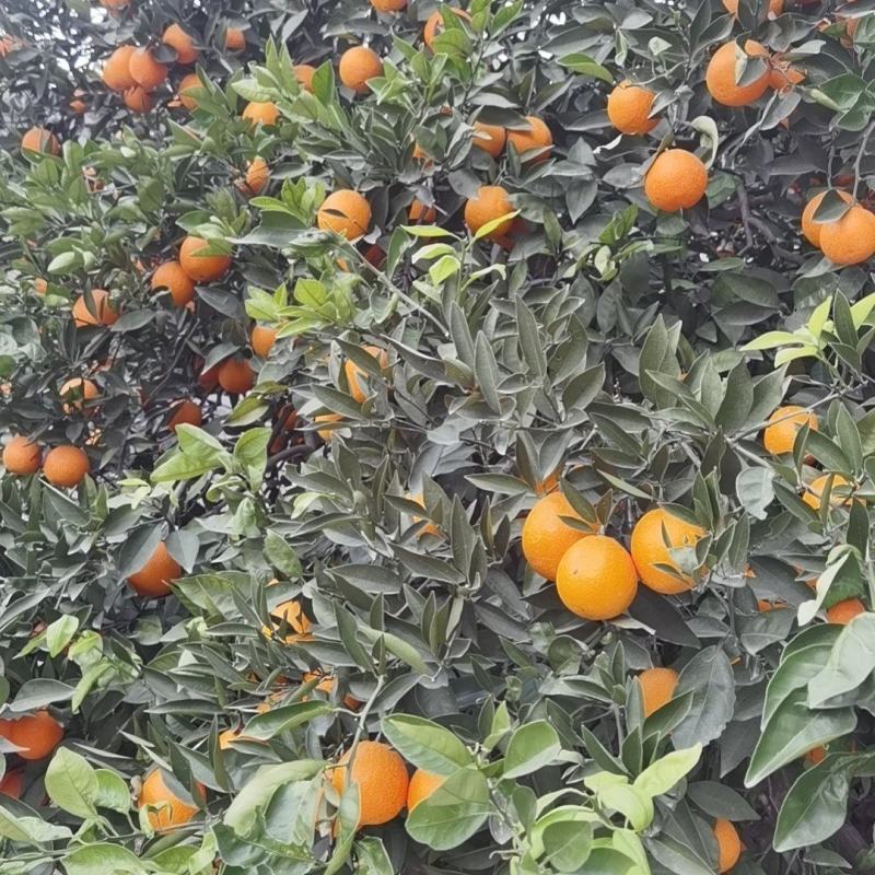 奉节脐橙二级果1.05包上车，榨汁果，欢迎老板联系。