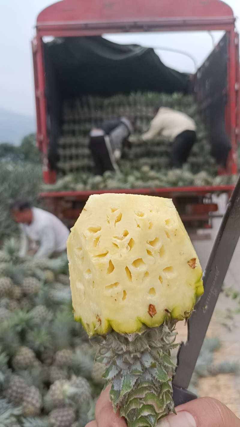 云南高原香水菠萝大量上市了，产地一手货源电商，市场货供应