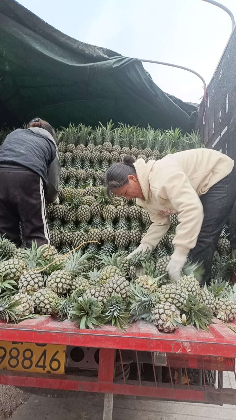 云南高原香水菠萝大量上市了，产地一手货源电商，市场货供应