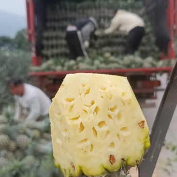 云南高原香水菠萝大量上市了，产地一手货源电商，市场货供应