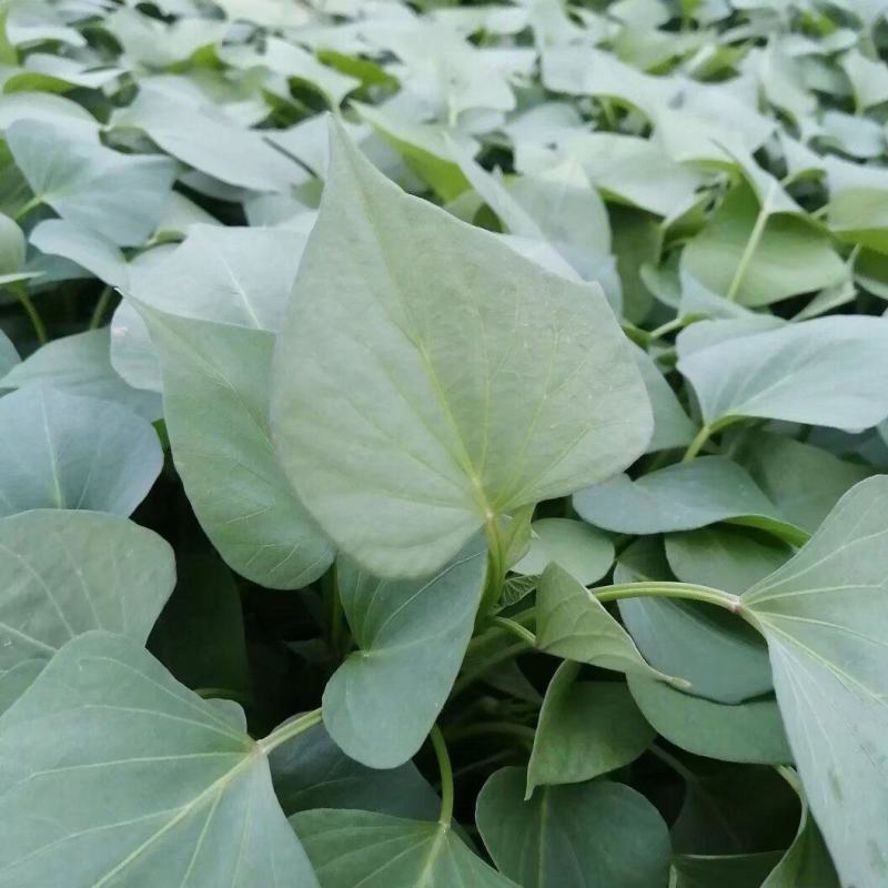 出售脱毒红薯苗：龙薯九！高产.瓜型好，口感纯正.易储存！