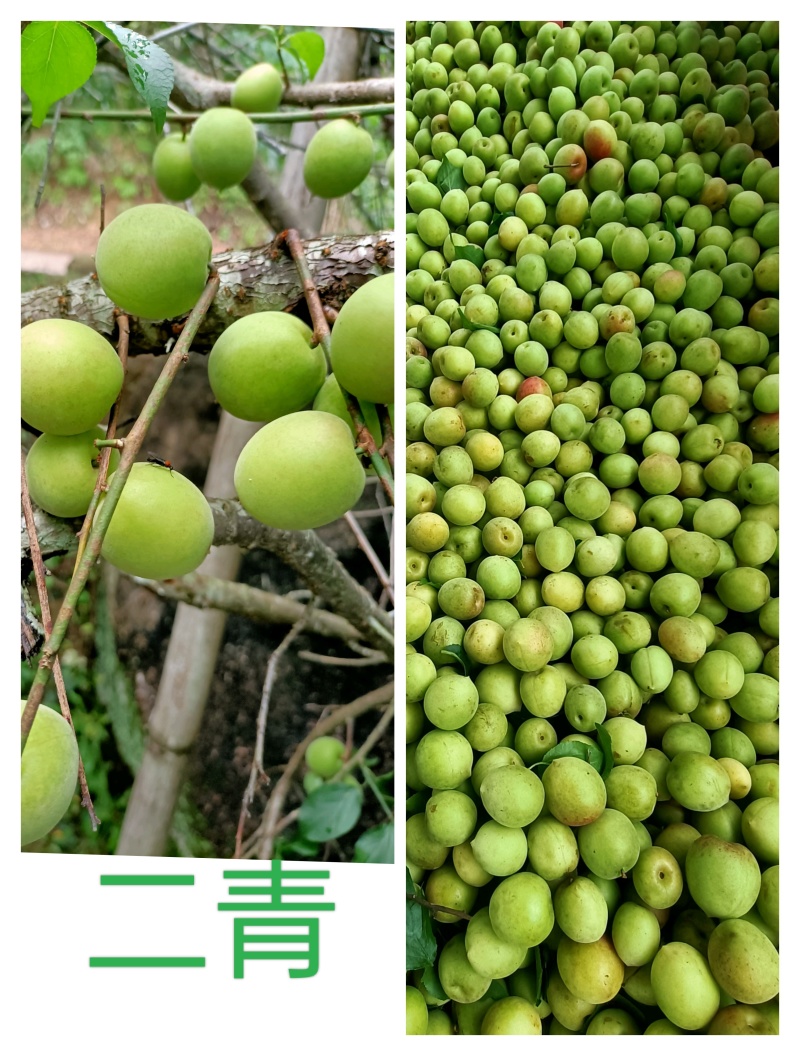 诏安青梅酸度适宜，汁多味香，更适合泡酒