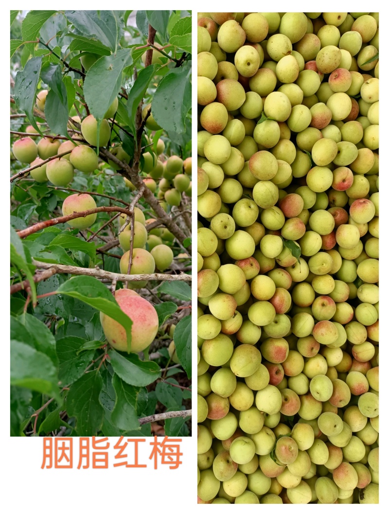 诏安青梅酸度适宜，汁多味香，更适合泡酒