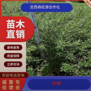 江孜沙棘，西藏沙棘，四川沙棘，大果沙棘种植面积大成活率高