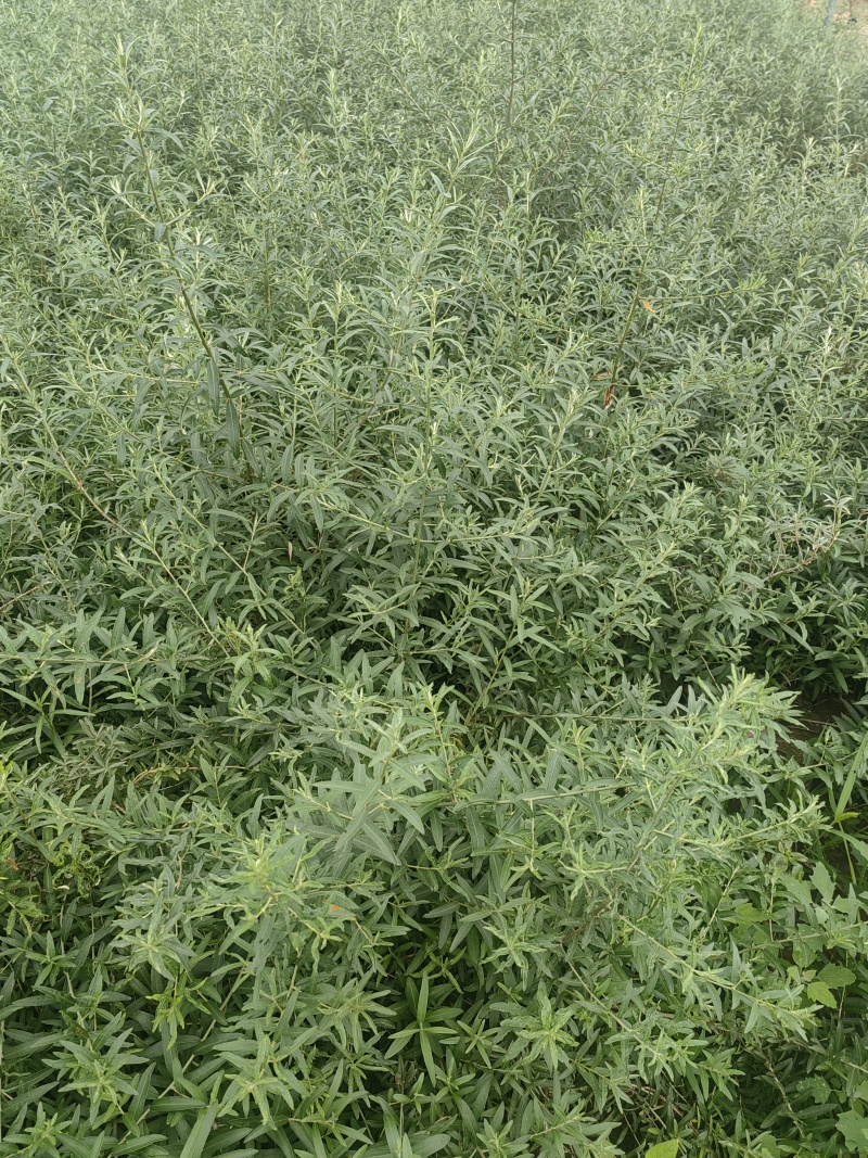 江孜沙棘，西藏沙棘，四川沙棘，大果沙棘种植面积大成活率高