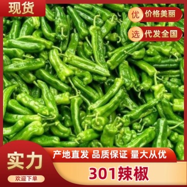 泡椒20厘米以上青中辣一手货源量大从优品质