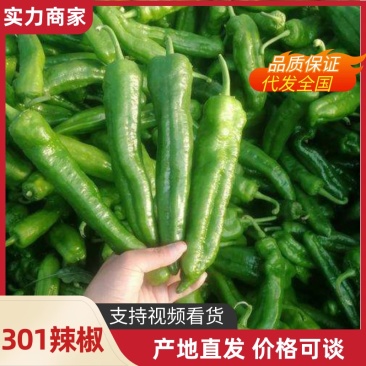 301辣椒✔20厘米以上青中辣夏邑产地直供量大质优