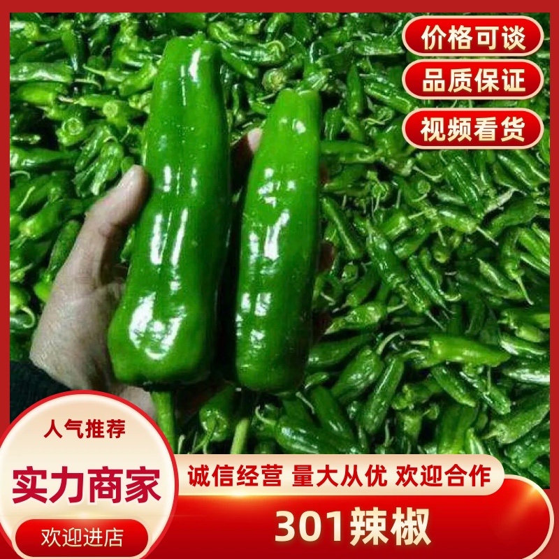 辣椒大青椒301辣椒20cm以上产地直供质量好价格公道