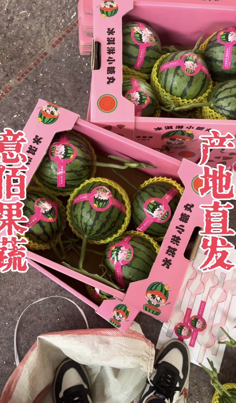 2k小糖丸吊秧西瓜薄皮一手货源精品供应商超实力档口批发