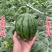 2k小糖丸吊秧西瓜薄皮一手货源精品供应商超实力档口批发