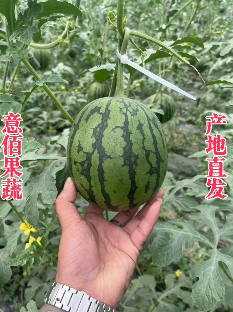 2k小糖丸吊秧西瓜薄皮一手货源精品供应商超实力档口批发