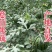 2k小糖丸吊秧西瓜薄皮一手货源精品供应商超实力档口批发