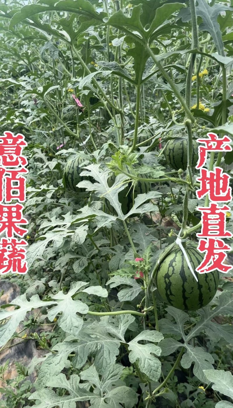 2k小糖丸吊秧西瓜薄皮一手货源精品供应商超实力档口批发